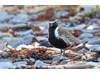 Photo of Pluvialis fulva